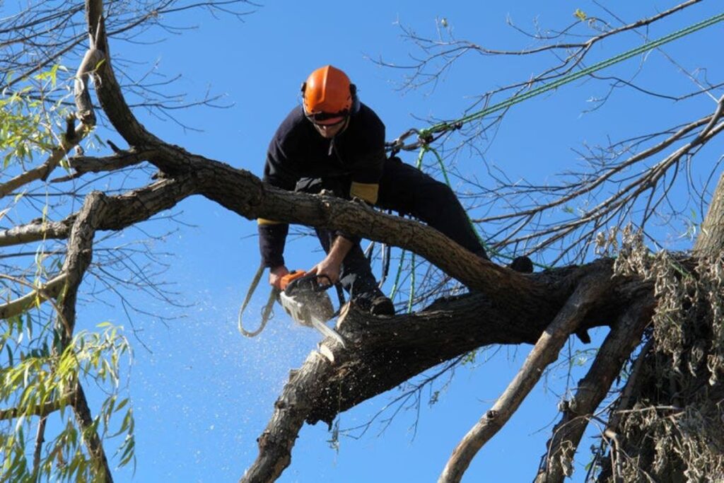 Tree Pruning Services