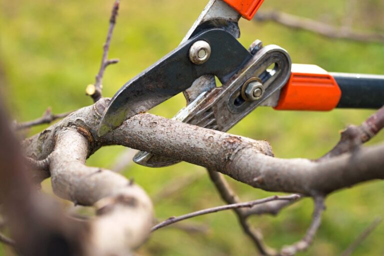 Tree Pruning Services
