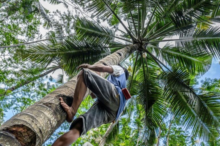 Palm Tree Pruning